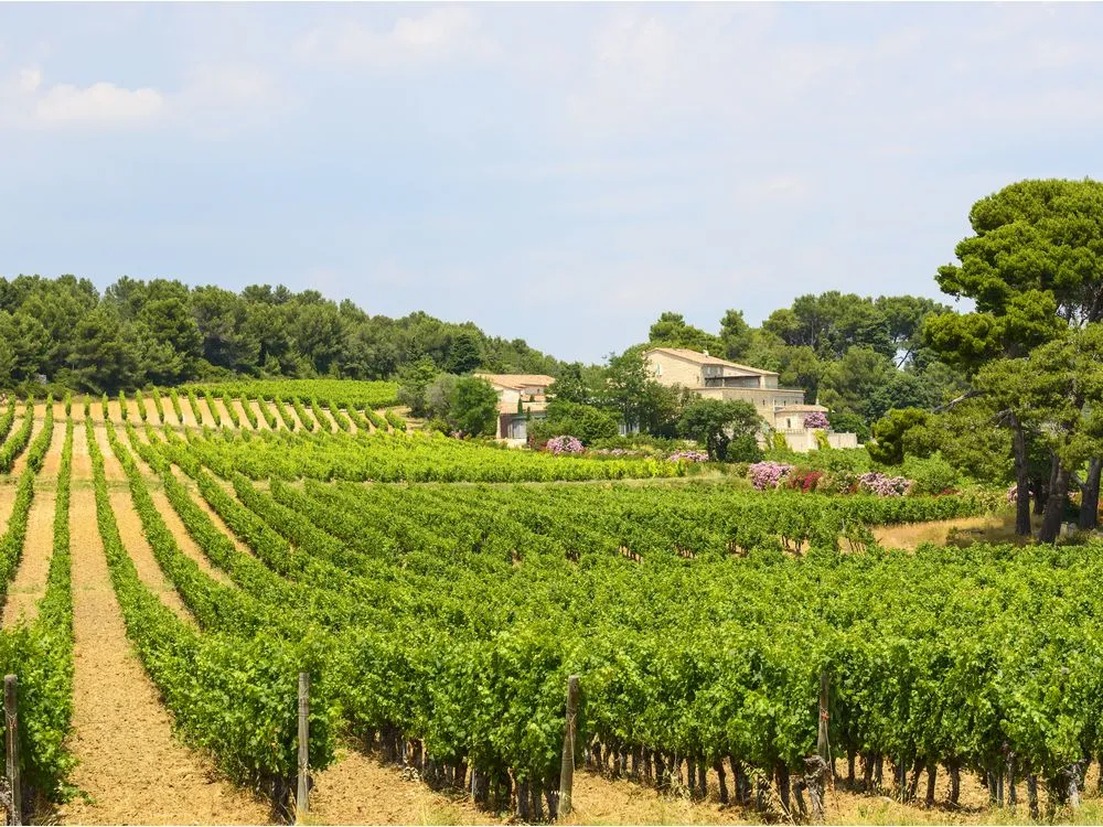 A vineyard in the Languedoc region